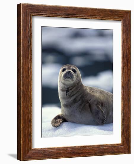 Harbor Seal on Ice Flow, Le Conte Glacier, Alaska, USA-Michele Westmorland-Framed Photographic Print