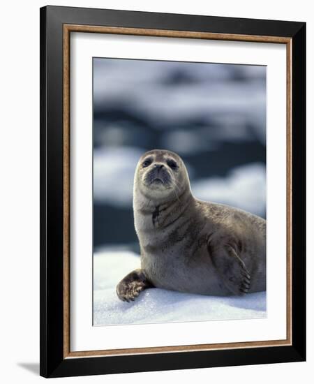 Harbor Seal on Ice Flow, Le Conte Glacier, Alaska, USA-Michele Westmorland-Framed Photographic Print