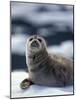 Harbor Seal on Ice Flow, Le Conte Glacier, Alaska, USA-Michele Westmorland-Mounted Photographic Print