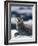 Harbor Seal on Ice Flow, Le Conte Glacier, Alaska, USA-Michele Westmorland-Framed Photographic Print