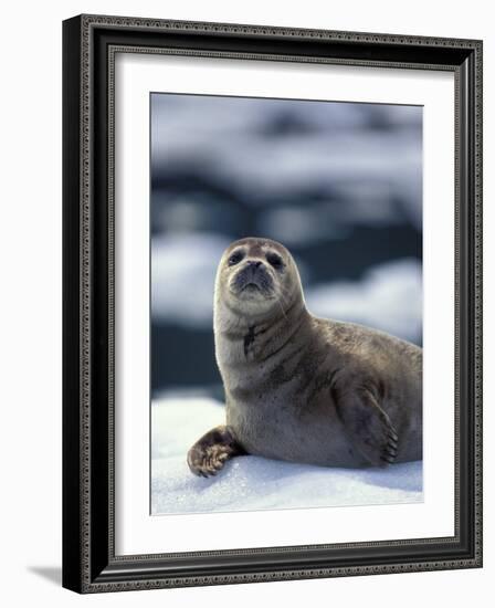 Harbor Seal on Ice Flow, Le Conte Glacier, Alaska, USA-Michele Westmorland-Framed Photographic Print