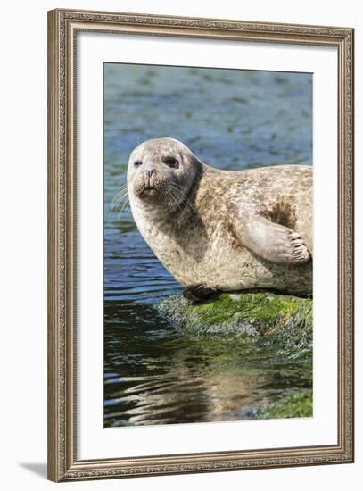 Harbor Seal on the Coast of the Shetland Islands. Scotland-Martin Zwick-Framed Photographic Print