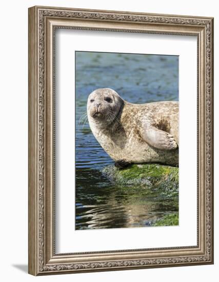 Harbor Seal on the Coast of the Shetland Islands. Scotland-Martin Zwick-Framed Photographic Print