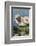 Harbor Seal on the Coast of the Shetland Islands. Scotland-Martin Zwick-Framed Photographic Print