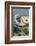 Harbor Seal on the Coast of the Shetland Islands. Scotland-Martin Zwick-Framed Photographic Print