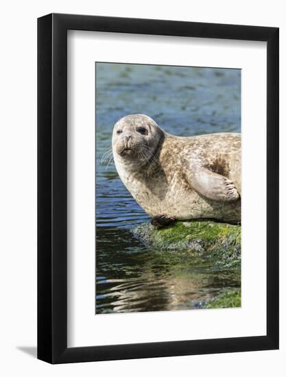 Harbor Seal on the Coast of the Shetland Islands. Scotland-Martin Zwick-Framed Photographic Print