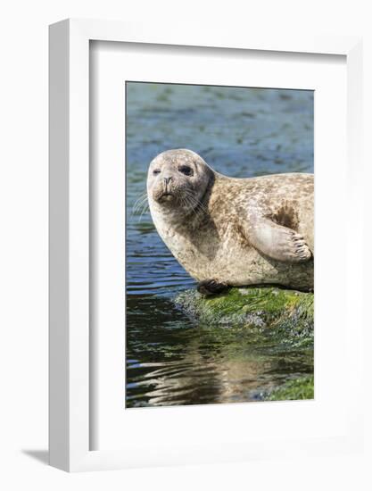 Harbor Seal on the Coast of the Shetland Islands. Scotland-Martin Zwick-Framed Photographic Print