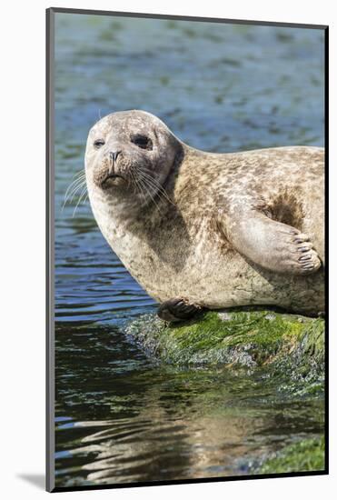 Harbor Seal on the Coast of the Shetland Islands. Scotland-Martin Zwick-Mounted Photographic Print