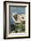 Harbor Seal on the Coast of the Shetland Islands. Scotland-Martin Zwick-Framed Photographic Print