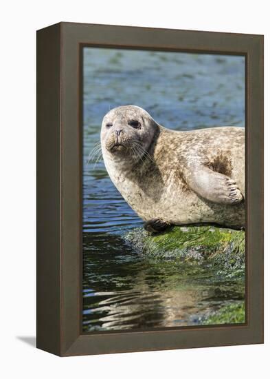 Harbor Seal on the Coast of the Shetland Islands. Scotland-Martin Zwick-Framed Premier Image Canvas