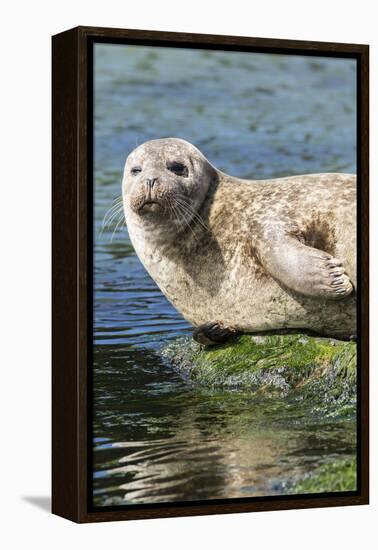 Harbor Seal on the Coast of the Shetland Islands. Scotland-Martin Zwick-Framed Premier Image Canvas