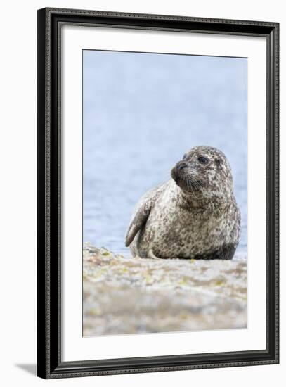 Harbor Seal on the Coast of the Shetland Islands. Scotland-Martin Zwick-Framed Photographic Print