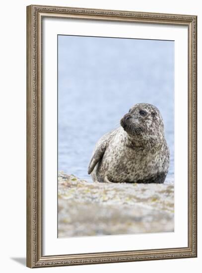 Harbor Seal on the Coast of the Shetland Islands. Scotland-Martin Zwick-Framed Photographic Print