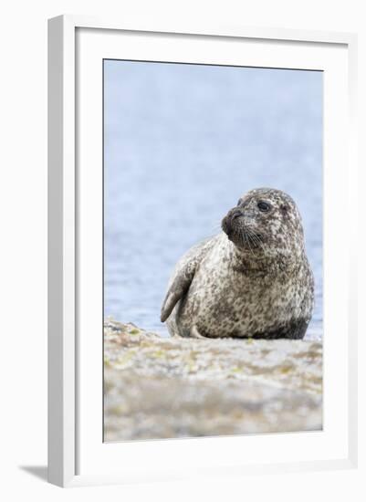 Harbor Seal on the Coast of the Shetland Islands. Scotland-Martin Zwick-Framed Photographic Print