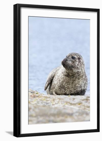 Harbor Seal on the Coast of the Shetland Islands. Scotland-Martin Zwick-Framed Photographic Print