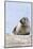 Harbor Seal on the Coast of the Shetland Islands. Scotland-Martin Zwick-Mounted Photographic Print