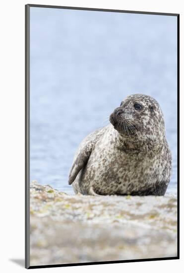 Harbor Seal on the Coast of the Shetland Islands. Scotland-Martin Zwick-Mounted Photographic Print