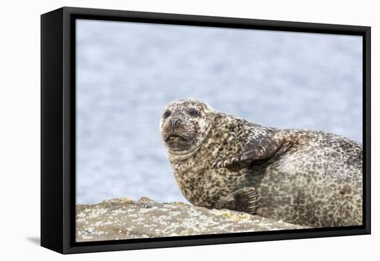 Harbor Seal on the Coast of the Shetland Islands. Scotland-Martin Zwick-Framed Premier Image Canvas