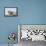 Harbor Seal on the Coast of the Shetland Islands. Scotland-Martin Zwick-Framed Premier Image Canvas displayed on a wall