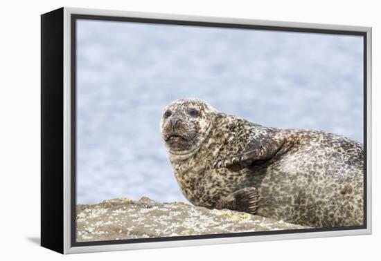 Harbor Seal on the Coast of the Shetland Islands. Scotland-Martin Zwick-Framed Premier Image Canvas