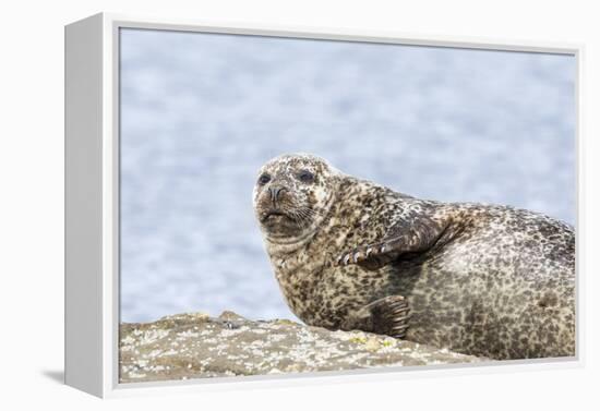 Harbor Seal on the Coast of the Shetland Islands. Scotland-Martin Zwick-Framed Premier Image Canvas