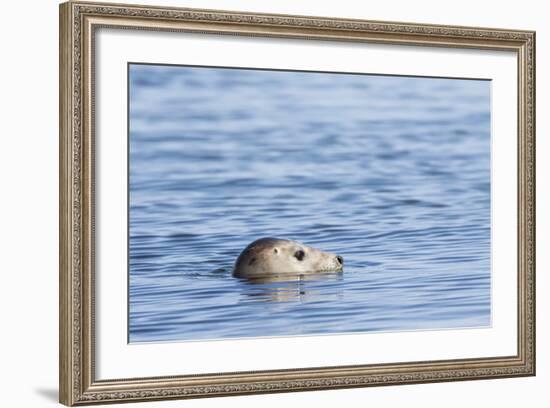 Harbor Seal on the Coast of the Shetland Islands. Scotland-Martin Zwick-Framed Photographic Print