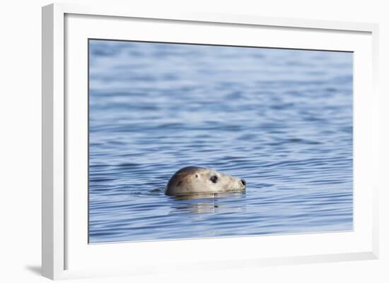 Harbor Seal on the Coast of the Shetland Islands. Scotland-Martin Zwick-Framed Photographic Print