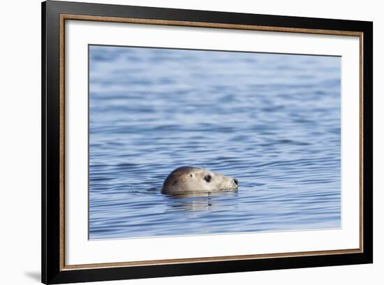 Harbor Seal on the Coast of the Shetland Islands. Scotland-Martin Zwick-Framed Photographic Print