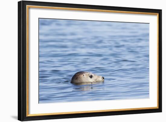 Harbor Seal on the Coast of the Shetland Islands. Scotland-Martin Zwick-Framed Photographic Print