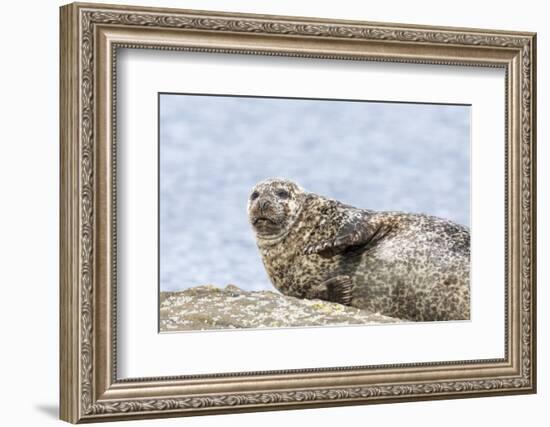 Harbor Seal on the Coast of the Shetland Islands. Scotland-Martin Zwick-Framed Photographic Print