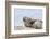 Harbor Seal on the Coast of the Shetland Islands. Scotland-Martin Zwick-Framed Photographic Print