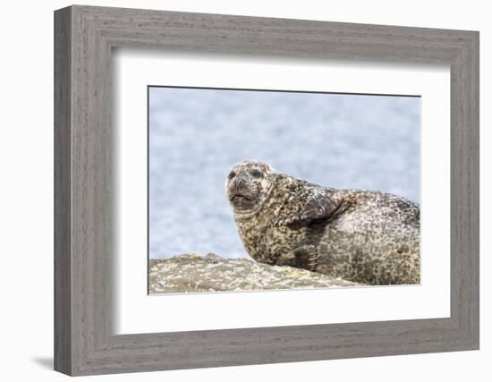 Harbor Seal on the Coast of the Shetland Islands. Scotland-Martin Zwick-Framed Photographic Print