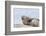 Harbor Seal on the Coast of the Shetland Islands. Scotland-Martin Zwick-Framed Photographic Print