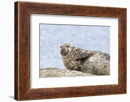 Harbor Seal on the Coast of the Shetland Islands. Scotland-Martin Zwick-Framed Photographic Print