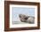 Harbor Seal on the Coast of the Shetland Islands. Scotland-Martin Zwick-Framed Photographic Print