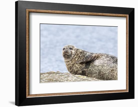 Harbor Seal on the Coast of the Shetland Islands. Scotland-Martin Zwick-Framed Photographic Print