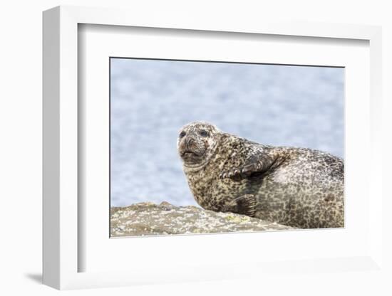 Harbor Seal on the Coast of the Shetland Islands. Scotland-Martin Zwick-Framed Photographic Print