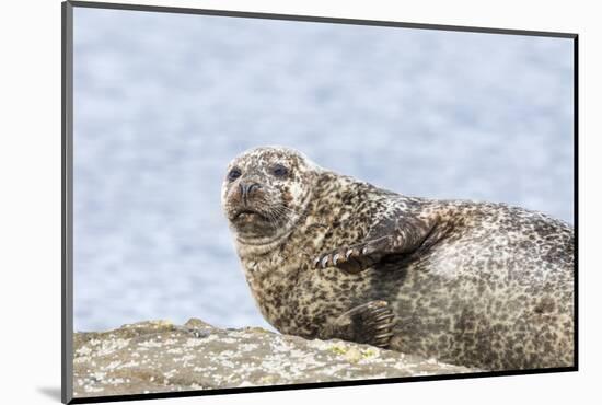 Harbor Seal on the Coast of the Shetland Islands. Scotland-Martin Zwick-Mounted Photographic Print