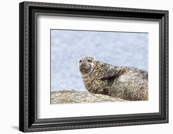 Harbor Seal on the Coast of the Shetland Islands. Scotland-Martin Zwick-Framed Photographic Print