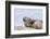 Harbor Seal on the Coast of the Shetland Islands. Scotland-Martin Zwick-Framed Photographic Print