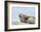 Harbor Seal on the Coast of the Shetland Islands. Scotland-Martin Zwick-Framed Photographic Print