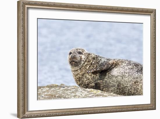 Harbor Seal on the Coast of the Shetland Islands. Scotland-Martin Zwick-Framed Photographic Print