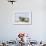 Harbor Seal on the Coast of the Shetland Islands. Scotland-Martin Zwick-Framed Photographic Print displayed on a wall