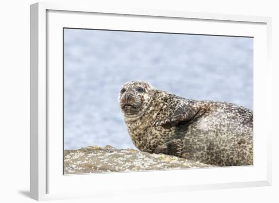 Harbor Seal on the Coast of the Shetland Islands. Scotland-Martin Zwick-Framed Photographic Print