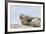 Harbor Seal on the Coast of the Shetland Islands. Scotland-Martin Zwick-Framed Photographic Print