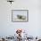 Harbor Seal on the Coast of the Shetland Islands. Scotland-Martin Zwick-Framed Photographic Print displayed on a wall