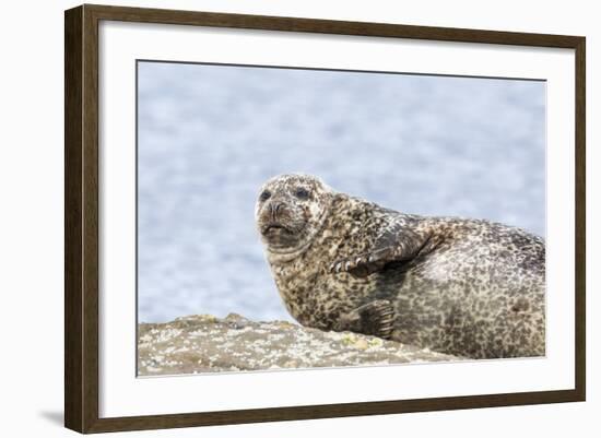 Harbor Seal on the Coast of the Shetland Islands. Scotland-Martin Zwick-Framed Photographic Print