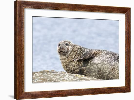 Harbor Seal on the Coast of the Shetland Islands. Scotland-Martin Zwick-Framed Photographic Print