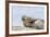 Harbor Seal on the Coast of the Shetland Islands. Scotland-Martin Zwick-Framed Photographic Print