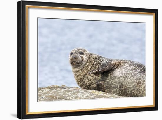 Harbor Seal on the Coast of the Shetland Islands. Scotland-Martin Zwick-Framed Photographic Print